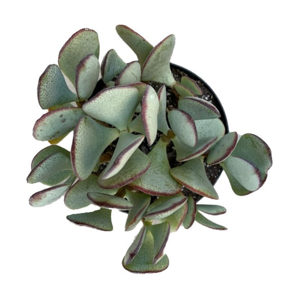 Silver Dollar Jade Plant | 6 inch | Crassula | Live Succulent Plant | Indoor Plant | House Plant | Drought Tolerant