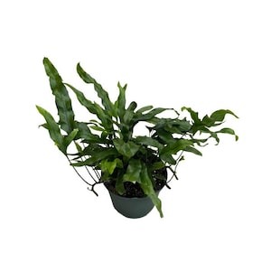 Kangaroo Paw Fern | 6 inch | Hound&#39;s Tongue Fern | Live Fern Plant | Indoor Plant | House Plant