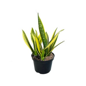 May include: A potted snake plant with green and yellow striped leaves. The plant is in a black plastic pot.
