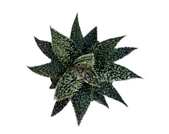 May include: A top-down view of a succulent plant with dark green, pointed leaves. The leaves are covered in small white bumps, giving them a textured appearance. The plant is centered on a white background.