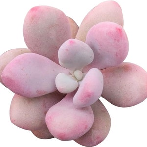 Moonstones PINK | 2 inch | Pachyphytum Oviferum | Live Succulent Plant | Indoor Plant | House Plant
