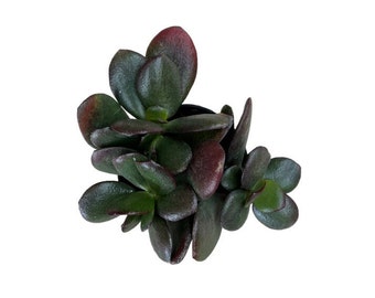 Red AKAI Jade Plant | 2.5 inch | Crassula Ovata Hybrid | Live Succulent Plant | Cactus | Indoor Plant | House Plant | Drought Tolerant