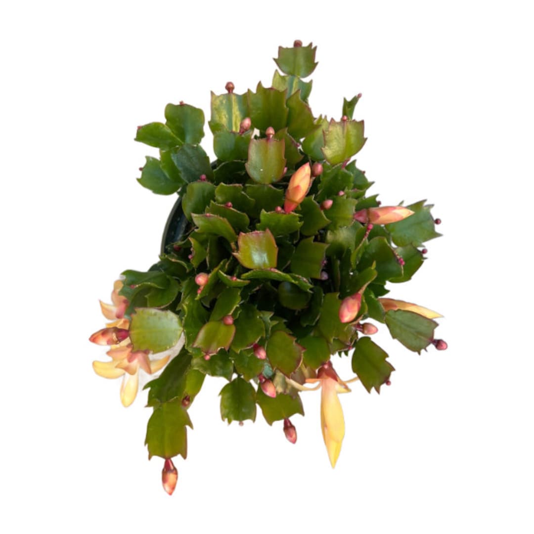 Christmas Cactus PEACH PARFAIT ORANGE 4 Inch Holiday Cactus Cactus De