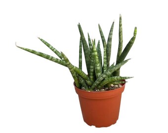 Sansevieria Cylindrica Straight | 4 inch | Dragon Fingers | Snake Plant | Air Purifying | Indoor Plant | House Plant