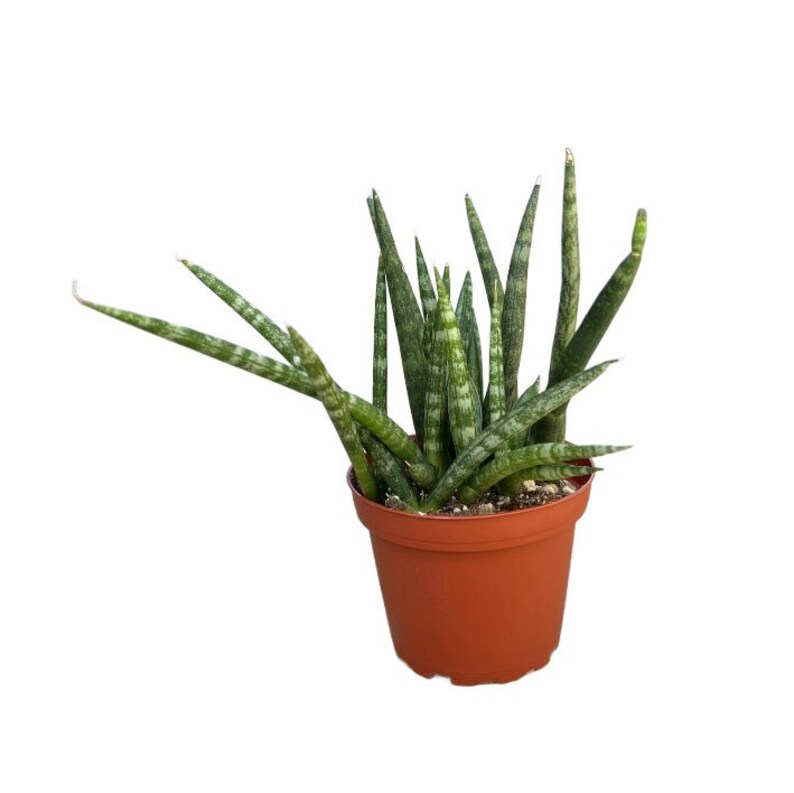 Sansevieria Cylindrica Straight 4 inch Dragon Fingers Snake Plant Air Purifying Indoor Plant House Plant image 1