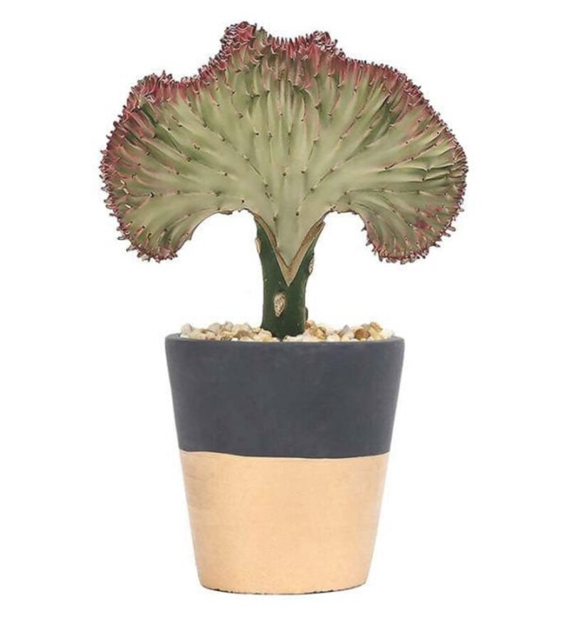 RARE Coral Cactus 5 inch Mermaid's Tail Euphorbia Etsy