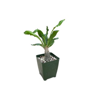 Cephalopentandra Ecirrhosa | 4 inch | Live House Plant | Indoor Plant