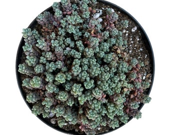 Corsican Stonecrop | 6 inch | Sedum | Live Cactus Plant | Indoor Plant | House Plant | Drought Tolerant