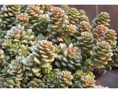 Cremnosedum Little Gem 2 inch Live Succulent Plant Indoor Plant House Plant