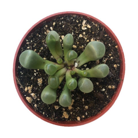 Baby Toes | 4 inch | Fenestraria Rhopalophylla | Live Succulent Plant | Indoor Plant | House Plant