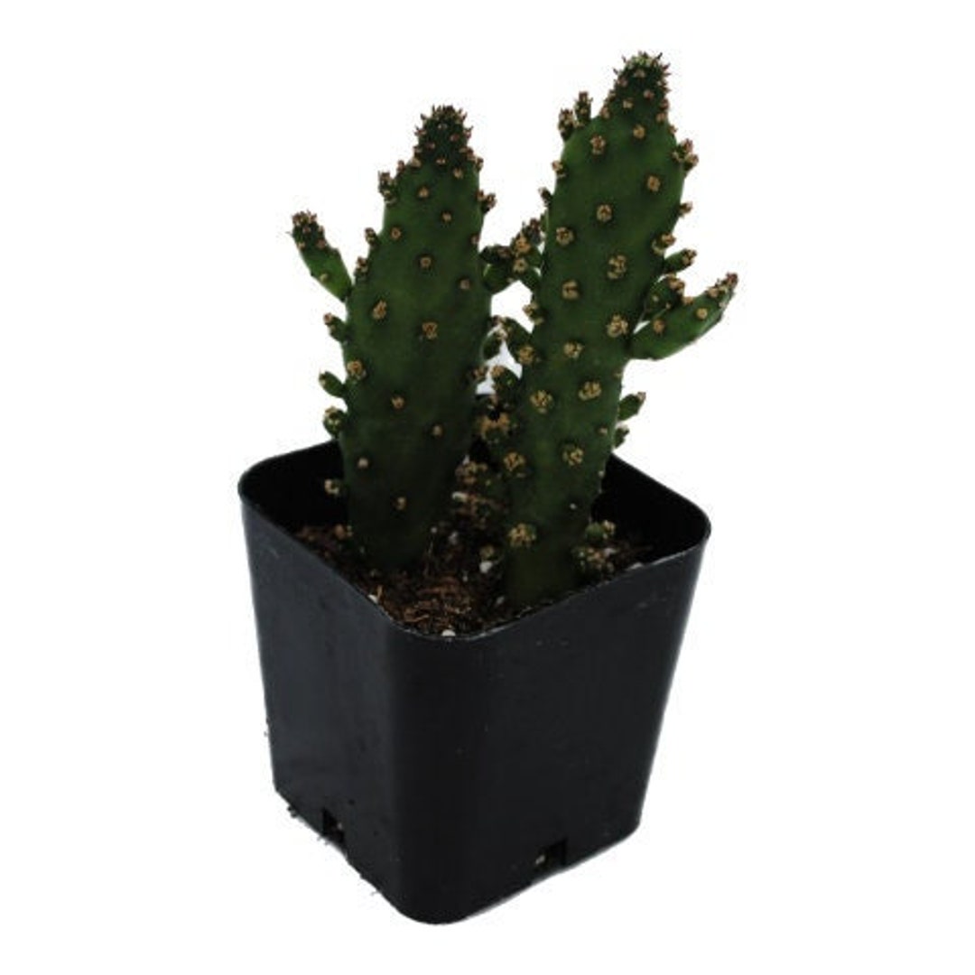 Opuntia Maverick 2 Inch Joseph's Coat Live Cactus Plant Succulent Indoor Plant Drought Tolerant