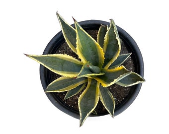 Agave americana var. marginata | 3 Gallon | American Century Plant | Live Succulent Plant | Drought Tolerant