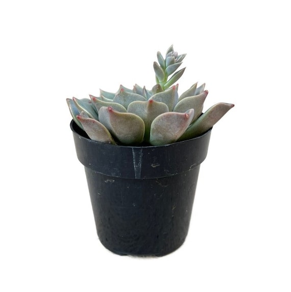 Taciveria Tasha | 2.5 inch| Echeveria | Live Succulent Plant | Indoor Plant  | House Plant | Drought Tolerant Plants