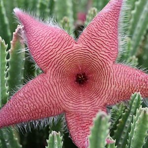 Starfish Cactus | 2 inch | Stapelia Grandiflora | Rare Succulent | Live Plant | Indoor Plant | House Plant | Drought Tolerant