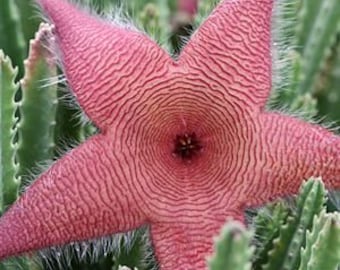 Starfish Cactus | 4 inch | Stapelia Grandiflora | Live Succulent Plant | Indoor Plant | House Plant