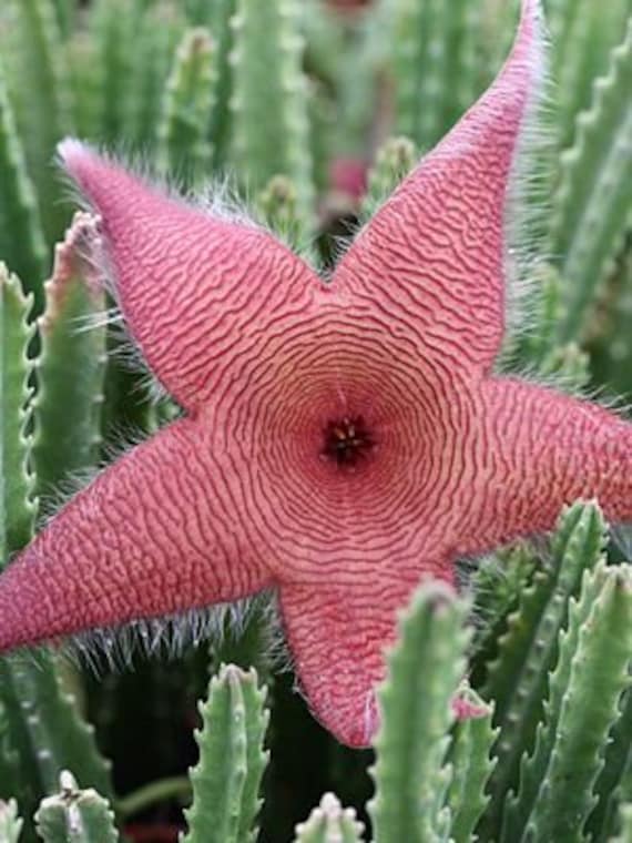 Starfish Cactus | 4 Inch | Carrion Flower | Stapelia Hirsuta | Rare  Succulent | Live Plant | Indoor Plant | House Plant | Drought Tolerant -  Etsy