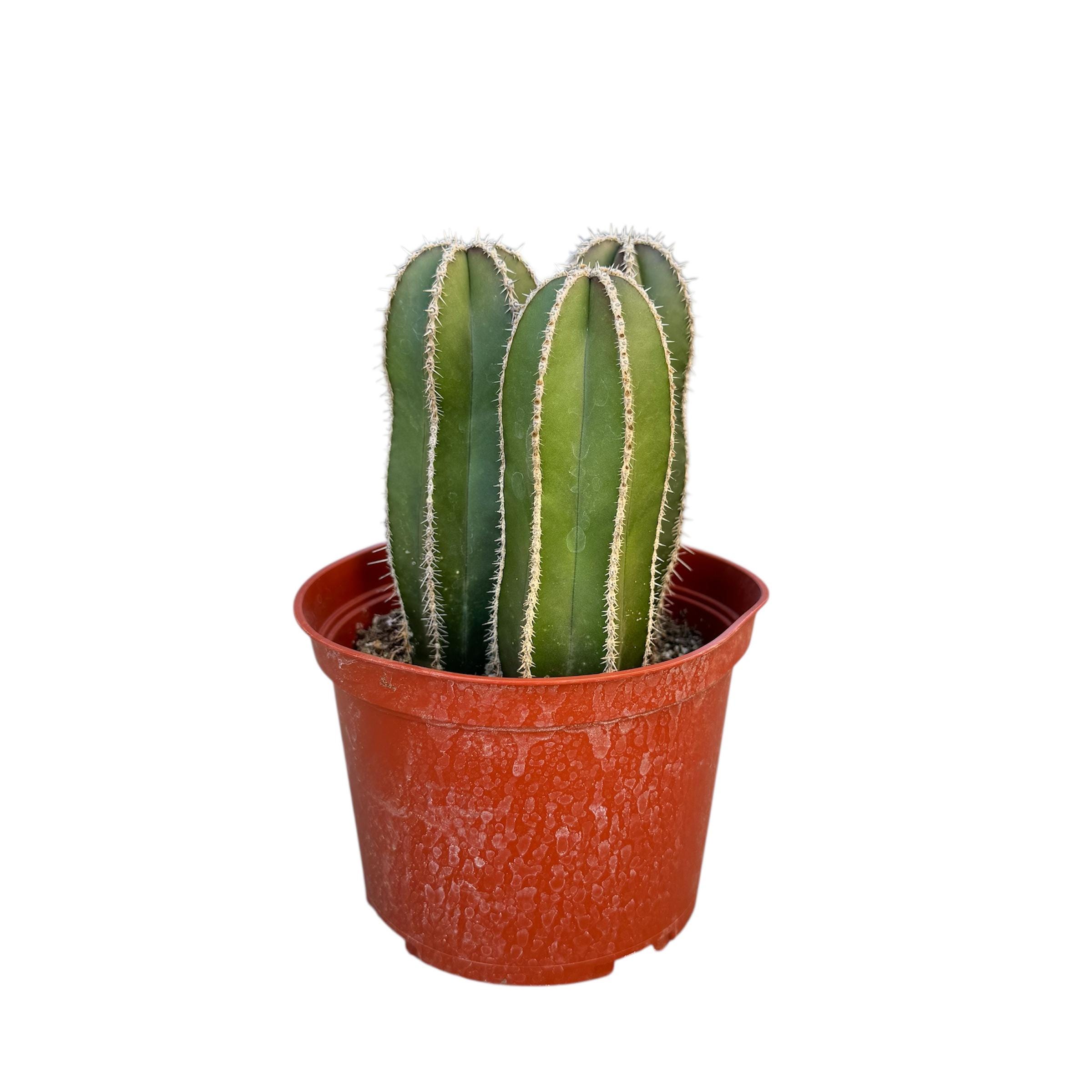 Multiple Cactus - Etsy