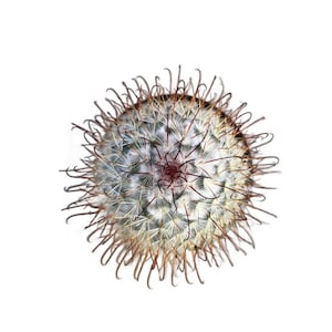 May include: A close-up of a small, round cactus with white and green spines. The cactus has a reddish-brown center and is surrounded by a halo of brown spines.