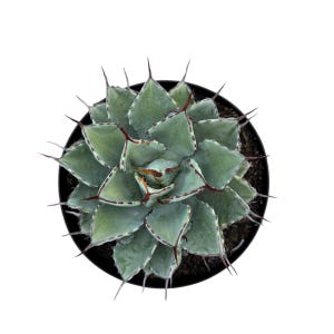 May include: Top-down view of an Agave plant in a black pot. The succulent has triangular, pale green leaves with reddish-brown edges and sharp, dark spines. The plant is centered against a white background.