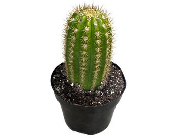 Sun Goddess Cactus | 8 inch | Trichocereus | Live Cactus Plant | Succulent  | Indoor Plant | Drought Tolerant