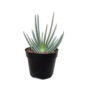 Fan Aloe | 8 inch | Aloe Plicatilis | Live Succulent Plant | Indoor Plant | House Plant | Semi-Bareroot