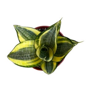 Gold Star Sansevieria | 4 inch | Sansevieria Hanhii Snake Plant | Indoor Plants