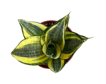 Gold Star Sansevieria | 4 inch | Sansevieria Hanhii Snake Plant | Indoor Plants