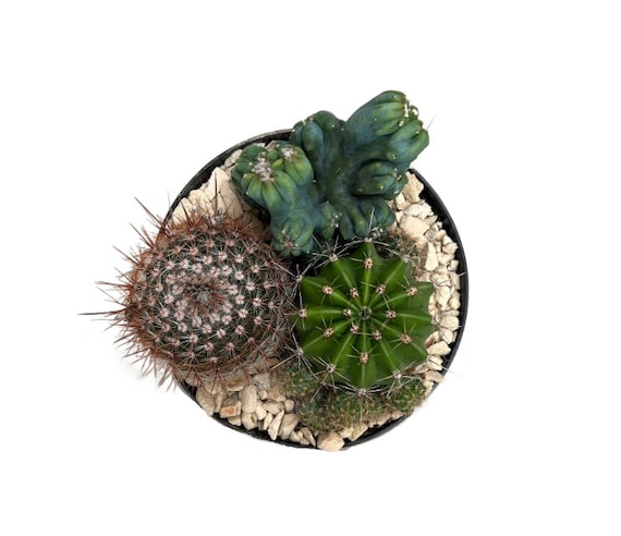 Desert Valley| 6 Inch | Live Cactus Arrangement | Cactus Garden | Indoor  Plant | Drought Tolerant - Etsy