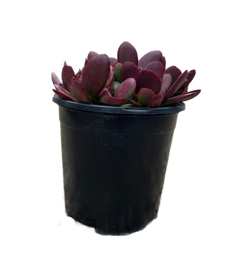 NativeWestCalifornia Crassula platyphylla - Thumbnail 2
