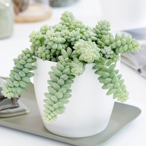 Donkey Tail 2 inch Burro's Tail Sedum Burrito Sedum Live Succulent Hanging Plant Indoor Plant House Plant image 3