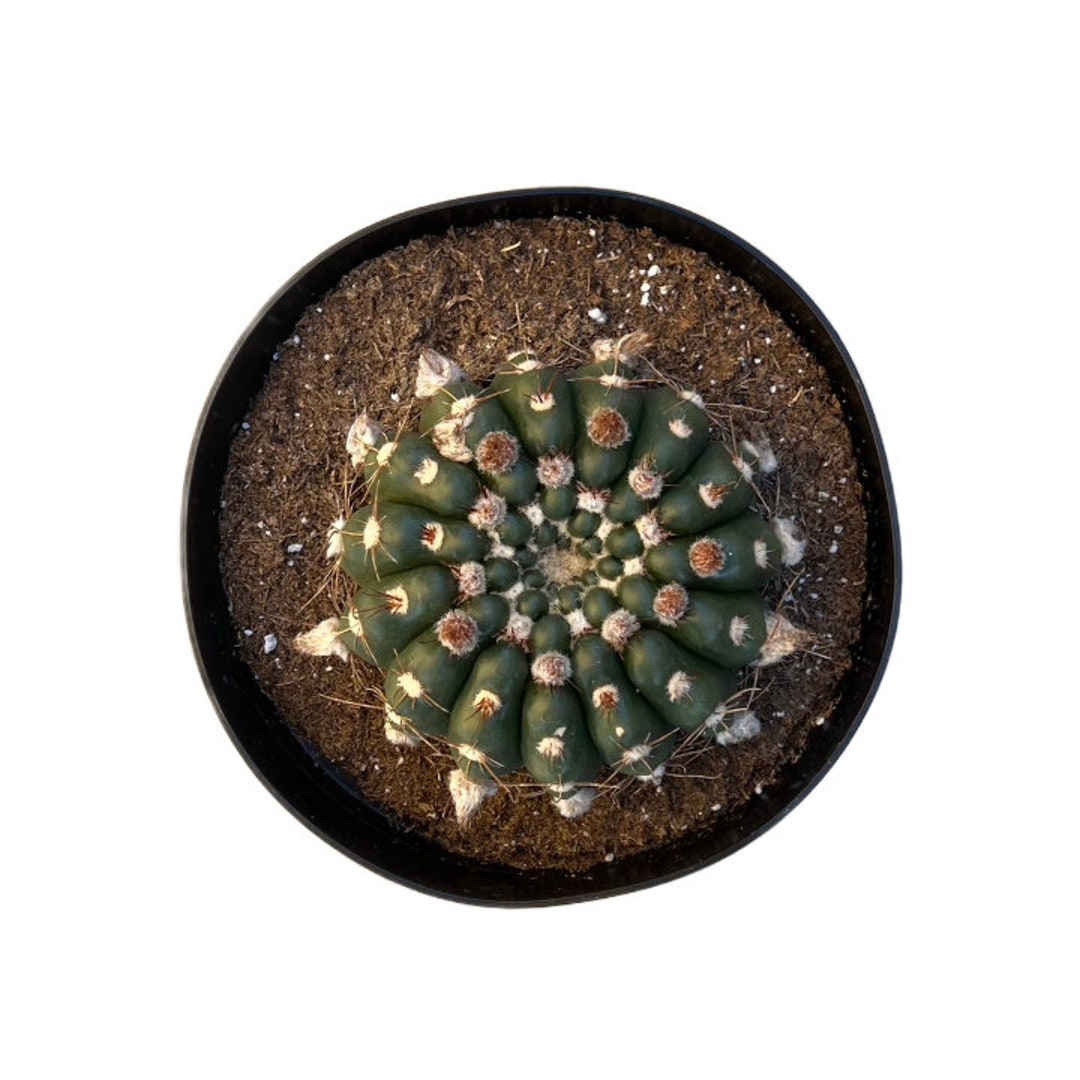 Green Tomato Cactus | 6 Inch | Parodia Crassigibba | Live Cactus