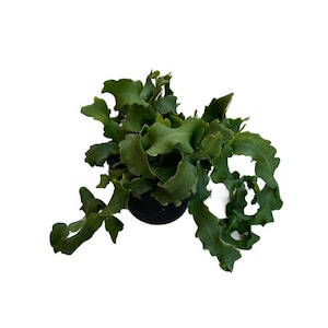 Curly Sue Orchid Cactus | 6 inch | Epiphyllum Hybrid | Live Succulent Hanging Plant | Indoor Plant | House Plant