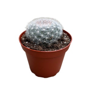 Snowball Cactus 4 inch Mammilloydia candida Live Cactus Plant Succulent Indoor Plant House Plant Drought Tolerant image 2