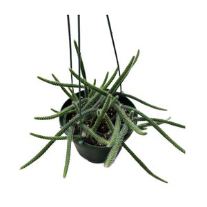 Rat Tail Cactus | 6 inch | Aporocactus Flagelliformis | Live Cacti Hanging Plant | Indoor Plant | House Plant | Drought Tolerant
