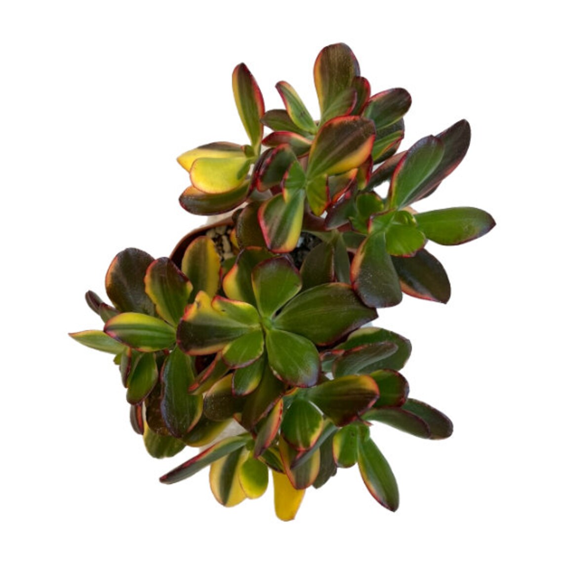 Variegated Lemon N Lime Jade Plant 4 Inch Live Succulent Etsy