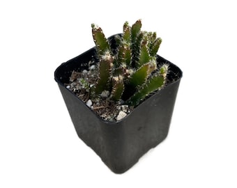 Chain Cactus | 2 inch | Link Cactus | Rhipsalis paradoxa | Live Cacti Plant | Succulent | Indoor Plant | Drought Tolerant