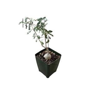 Hottentot Bread Caudex Plant | 4 inch | Fockea edulis | Caudiciform Plant | Live Succulent Plant | Indoor Plant