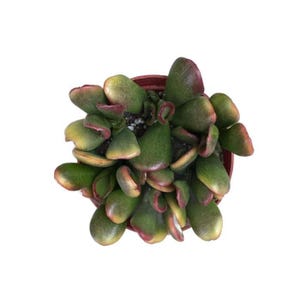 Gollum Sunset Jade | 4 inch | Crassula Ovata | Live Succulent Plant | Indoor Plant | Drought Tolerant