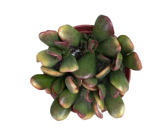 Gollum Sunset Jade - 4 Inch Variegated Red Yellow Trumpet Leaf Crassula Ovata