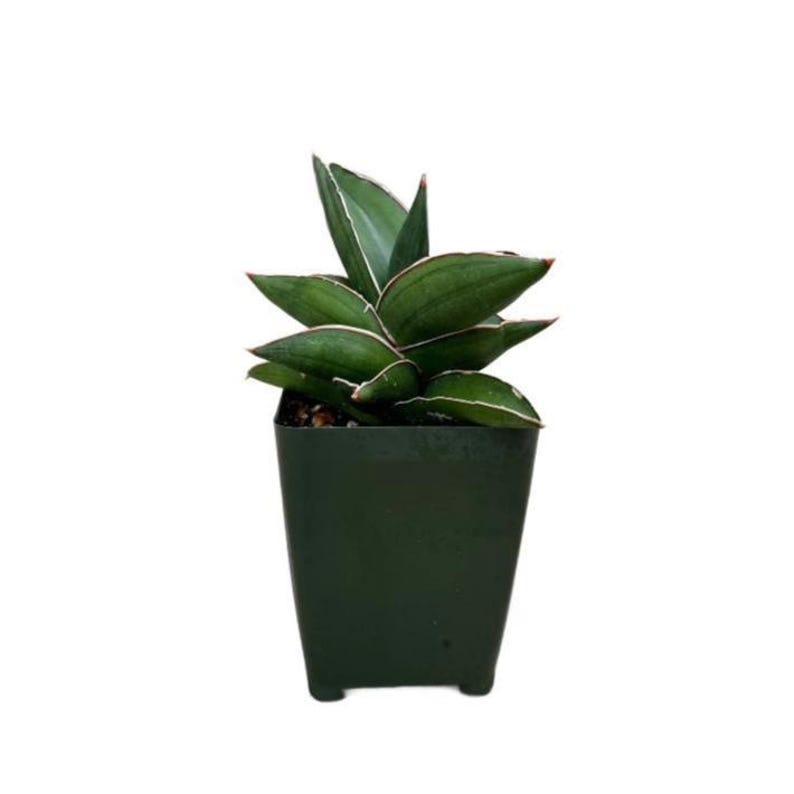 Sansevieria Samurai Snake Plant