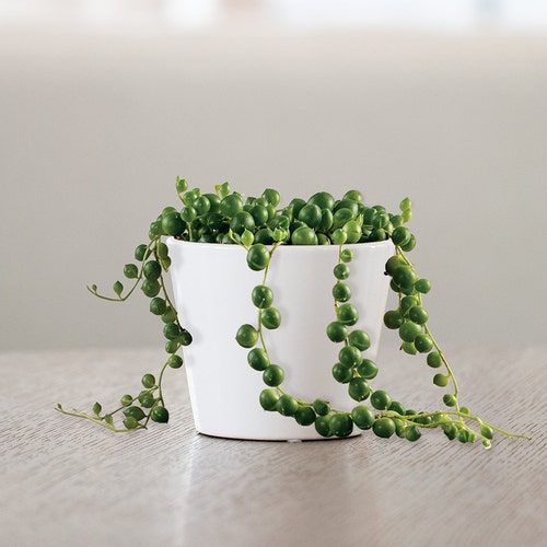 star succulent plant Echeveria 'Star Snow' – DesertScapeSucculent main image 1