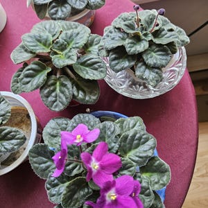May include: A collection of African violet plants in different pots. The plants feature dark green, textured leaves, with some displaying bright purple flowers. The pots are arranged on a burgundy surface near a window.