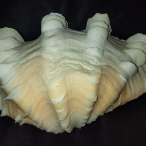 Large Natural Peach Pink Orange White Double Bivalve Tridacna Ruffled Scaly Squamos Clam Seashell Collectible Home Decor Accents