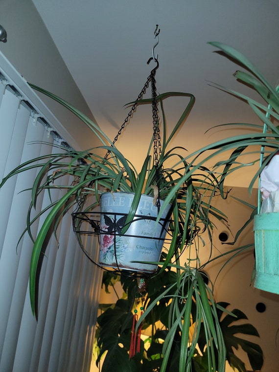 Non Variegated Green Leaf Hawaiian Spider Plant Cutting Start