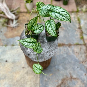 Siltepicana El Salvador rare/free shipping 4-inch Plastic Grow Pot Included LIVE House Plant image 1
