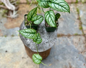 Siltepicana “El Salvador” *rare/free shipping* | 4-inch Plastic Grow Pot Included | LIVE House Plant