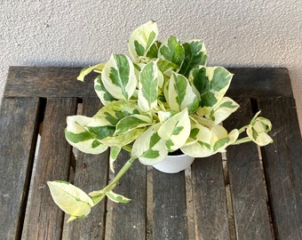 Pothos N Joy | 4-inch Plastic Grow Pot Included | LIVE Indoor Plant
