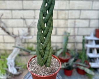Sansevieria Cylindrica Braid XL | 8-inch Plastic Grow Pot Included | LIVE House Plant