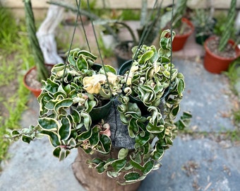 Variegated Hoya Hindu Rope. Pictures updated.  *Trailing* | 6-inch Plastic Grow Pot Included | LIVE House Plant