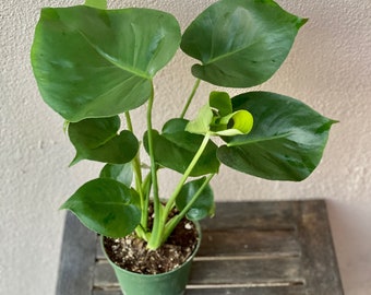 Monstera Deliciosa XL | 6-inch Plastic Grow Pot Included | LIVE House Plant